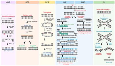 Single-molecule fluorescence imaging techniques reveal molecular mechanisms underlying deoxyribonucleic acid damage repair